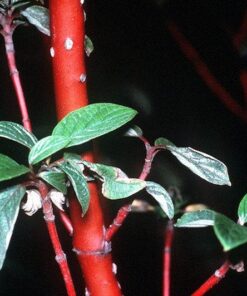 Alternative view of 20 RED TWIG DOGWOOD American Red Osier Shrub White Flower Cornus Sericea Seeds