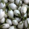 40 White Star FINGER FRUIT EGGPLANT Solanum Melongena Aubergine Fruit Vegetable Seeds