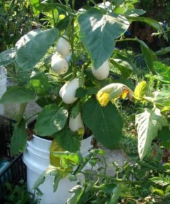 Alternative view of 40 White Star FINGER FRUIT EGGPLANT Solanum Melongena Aubergine Fruit Vegetable Seeds