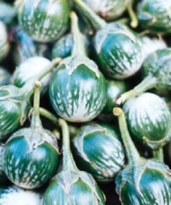 Alternative view of 10 KERMIT EGGPLANT Green White Thai Solanum Melongena Fruit Vegetable Seeds