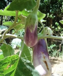 Alternative view of 30 Pandora STRIPED ROSE EGGPLANT Solanum Melongena White Fruit Vegetable Seeds
