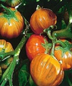 Alternative view of 25 TURKISH ORANGE EGGPLANT Scarlet Solanum Aethiopicum Fruit Vegetable Seeds
