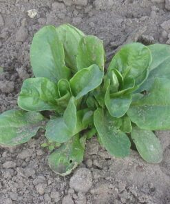 Alternative view of 500 Dutch CORN SALAD Lambs Lettuce Valerianella Locusta Herb Vegetable Seeds *Combined Shipping