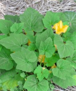 Alternative view of 50 YELLOW CROOKNECK SQUASH Summer Cucurbita Pepo Crooked Neck Vegetable Seeds