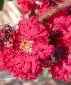 Alternative view of 35 RED CREPE MYRTLE Lagerstroemia Indica Flowering Shrub Bush Small Tree Seeds