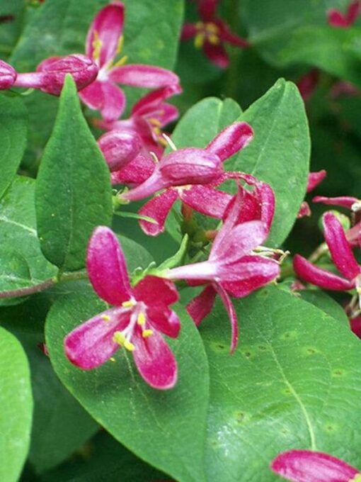 50 Tartarian Asian HONEYSUCKLE Lonicera Tartarica Red Pink Flower Fragrant Shrub Bush Seeds Flat