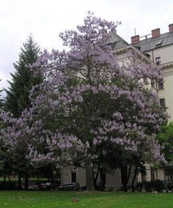 Alternative view of 400 Royal PAULOWNIA EMPRESS TREE Tomentosa Flower Seeds Combined S/H