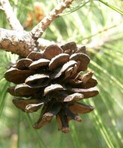 Alternative view of 10 RED Japanese PINE TREE Korean Pinus Densiflora Evergreen Seeds Flat