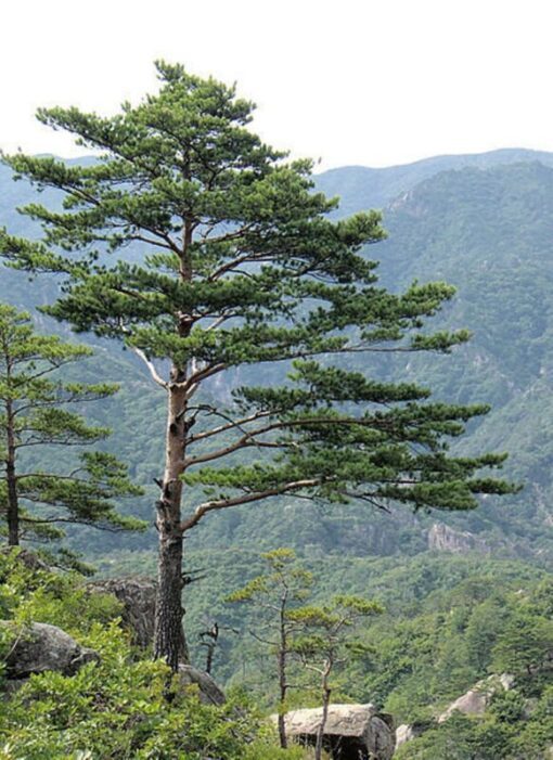 10 RED Japanese PINE TREE Korean Pinus Densiflora Evergreen Seeds Flat