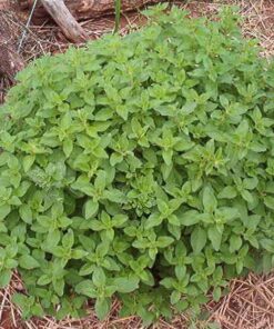 Alternative view of 500 GREEK OREGANO Italian / Winter Marjoram Oreganum Vulgare Hirtum Herb Seeds Comb S/H