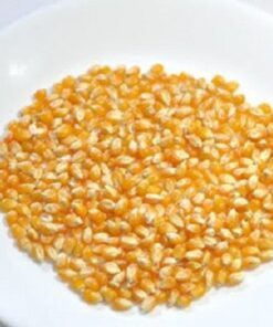 Alternative view of 150 LADY FINGERS POPCORN Corn Zea Mays White Yellow Vegetable Seeds