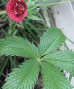 Alternative view of 50 NEPAL CINQUEFOIL / POTENTILLA Nepalensis Pink Red Flower Seeds