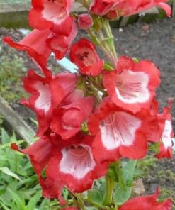 Alternative view of 10 SCARLET PENSTEMON Hartwegii Beardtongue Red & White Flower Seeds