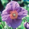 10 VIOLET HIMALAYAN POPPY Meconopsis Betonicifolia Purple Hensol Flower Seeds