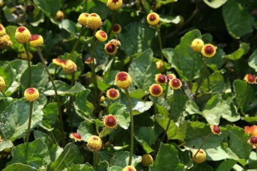 100 TOOTHACHE / EYEBALL PLANT Spilanthes Oleracea Red & Yellow Flower Herb Seeds Comb S/h