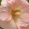 25 PEACH & BROWN HOLLYHOCK Alcea Rosea Flower Seeds Perennial Combined S/H