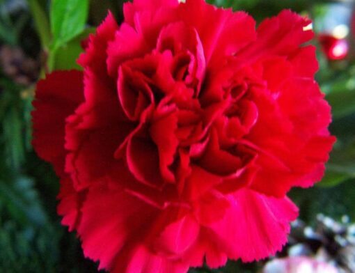 50 SCARLET RED CARNATION Dianthus Caryophyllus Grenadin Double Flower Seeds