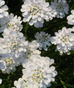 1000 WHITE EMPRESS CANDYTUFT Iberis Amara Groundcover Flower Seeds *Comb S/H