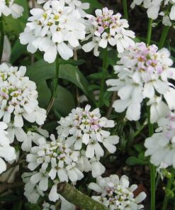 Alternative view of 1000 WHITE EMPRESS CANDYTUFT Iberis Amara Groundcover Flower Seeds *Comb S/H