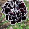 30 Black & White CHIANTI DIANTHUS Chinensis China Pink Flower Seeds