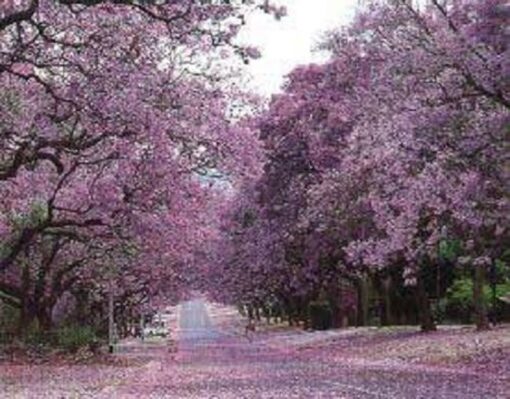 25 BLUE JACARANDA TREE ( Fern Tree / Brazilian Rose Wood / Green Ebony ) Jacaranda Mimosifolia Seeds