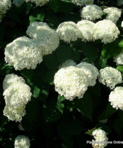 Alternative view of 50 White NATIVE HYDRANGEA Arboescens Smooth Wild Sevenbark Flower Bush Shrub Seeds