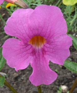 Alternative view of 10 Cheron PINK HARDY GLOXINIA Incarvillea Delavayi Flower Seeds