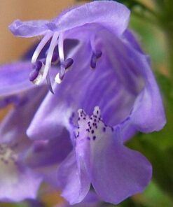 Alternative view of 50 Purple False Dragon DRAGONS HEAD Obedient Plant Dracocephalum Flower Seeds