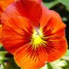 50 RED & YELLOW PANSY Violet Viola Wittrockiana Flower Seeds