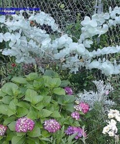 Alternative view of 20 SILVER DROP EUCALYPTUS Gunnii Cider Gum Florist Tree Seeds Comb S/H