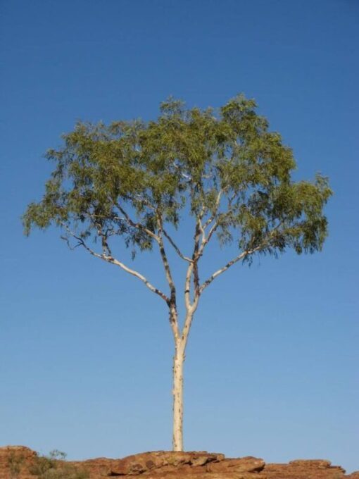 25 RED FOREST GUM Tree Eucalyptus Tereticornis Blue Grey Mountain Flower Seeds Flat