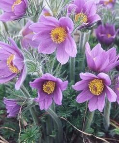 Alternative view of 25 VIOLET ANEMONE Pulsatilla Vulgaris Purple PASQUE Flower Seeds
