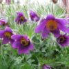 25 VIOLET ANEMONE Pulsatilla Vulgaris Purple PASQUE Flower Seeds