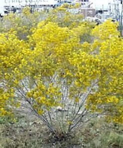 25 Yellow SILVER CASSIA Silvery Leaf Senna Artemisioides Seeds Flat