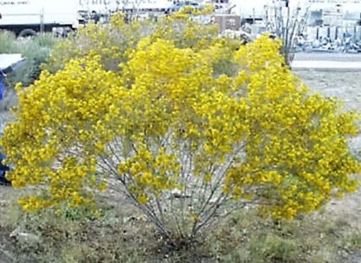 25 Yellow SILVER CASSIA Silvery Leaf Senna Artemisioides Seeds Flat