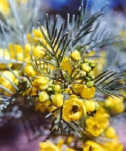 50 Yellow FEATHERY CASSIA Green Senna Artemisioides Seeds Flat