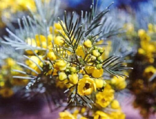 50 Yellow FEATHERY CASSIA Green Senna Artemisioides Seeds Flat
