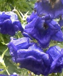 Alternative view of 100 MIXED CANTERBURY BELLS