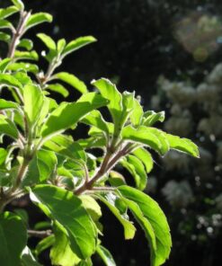 Alternative view of 250 Green Tulsi HOLY BASIL Ocimum Sanctum Tenuiflorum Herb Flower Seeds