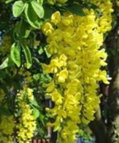 10 GOLDEN CHAIN TREE Goldenchain Laburnum Anagyroides Yellow Flower Seeds Flat