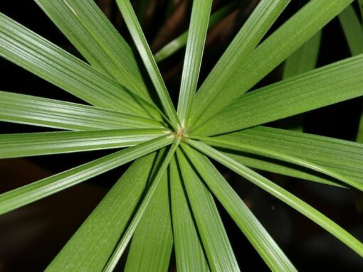 50 UMBRELLA PALM TREE Cyperus Involucratus Papayrus Sedge Seeds Flat