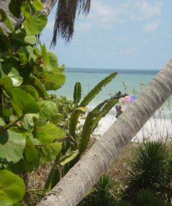 Alternative view of 50 UMBRELLA PALM TREE Cyperus Involucratus Papayrus Sedge Seeds Flat