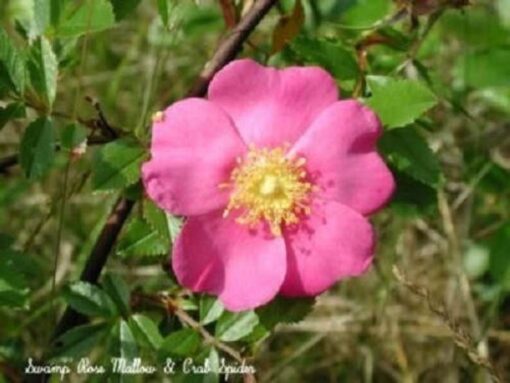25 PINK SWAMP ROSE Rosa Palustris Flower Shrub Bush ( Average Wet Soil ) Seeds Flat
