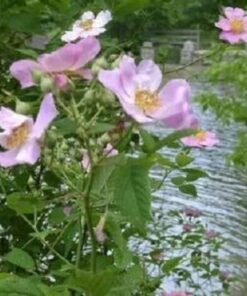 Alternative view of 25 PINK SWAMP ROSE Rosa Palustris Flower Shrub Bush ( Average Wet Soil ) Seeds Flat
