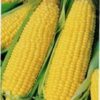 60 YELLOW CORN ' Early Xtra Sweet ' Zea Mays Vegetable Seeds