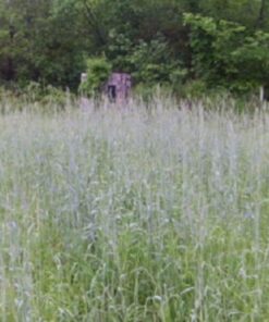 Alternative view of 300 Wrens Abruzzi WINTER RYE Secale Cereale Grain Cover Crop Seeds Flat