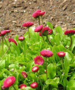 Alternative view of 100 RED ENGLISH DAISY Bellis Perennis Double Flower Seeds