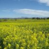 1000 YELLOW MUSTARD Brassica Juncea Vegetable Herb Seeds