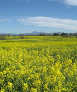1000 YELLOW MUSTARD Brassica Juncea Vegetable Herb Seeds