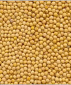 Alternative view of 1000 YELLOW MUSTARD Brassica Juncea Vegetable Herb Seeds